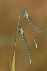 Grosse Pechlibelle
